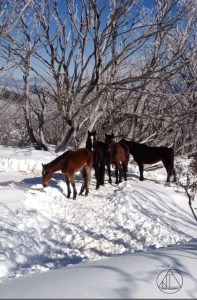 Screen Shot 2014-07-13 at 8.11.50 pm