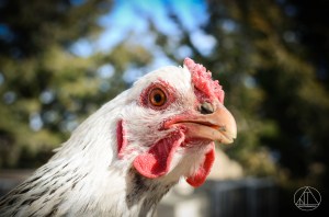 Screen Shot 2015-08-20 at 10.08.34 pm